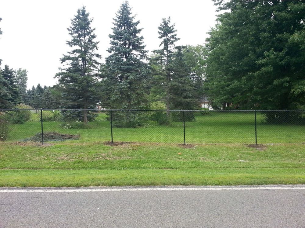 Black chain link fence by a row of pines